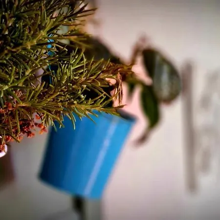 Fiore * Portoferraio