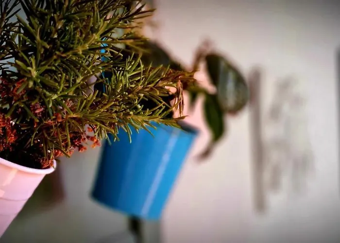 Fiore * Portoferraio